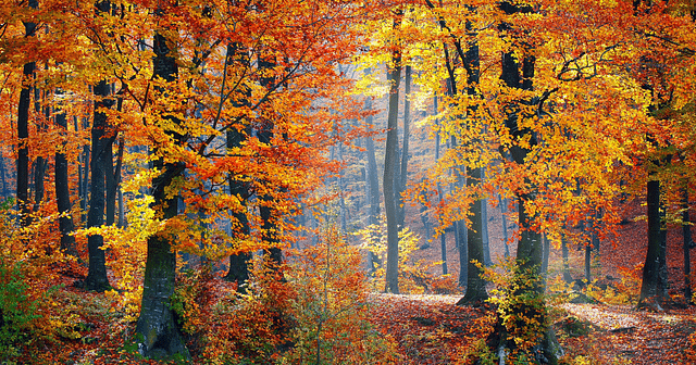 Fall Leaves in a forest of trees
